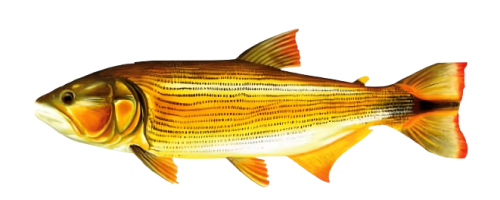 dorado